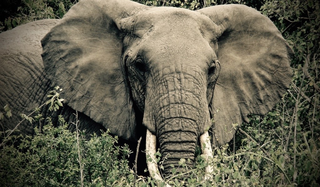 The Advantage of Elephants