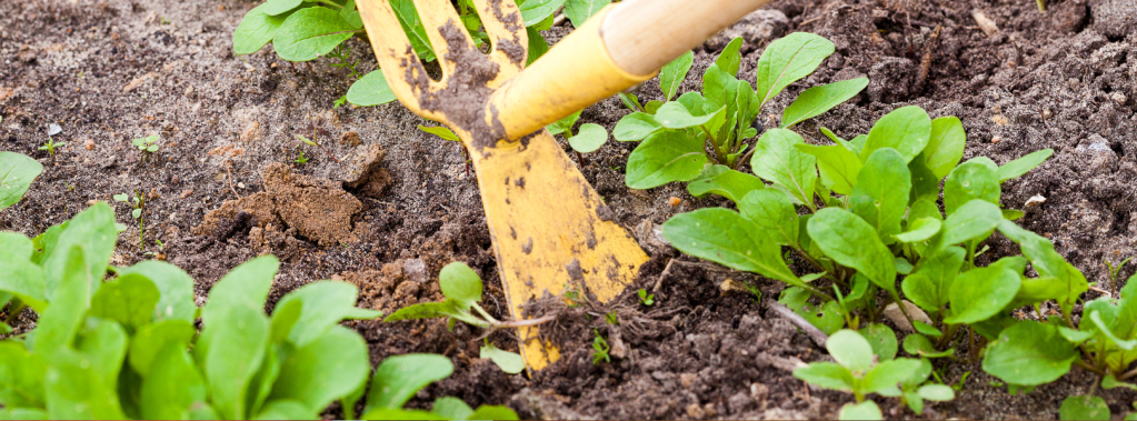 In the Weeds (Throwback&nbsp;Thursday)