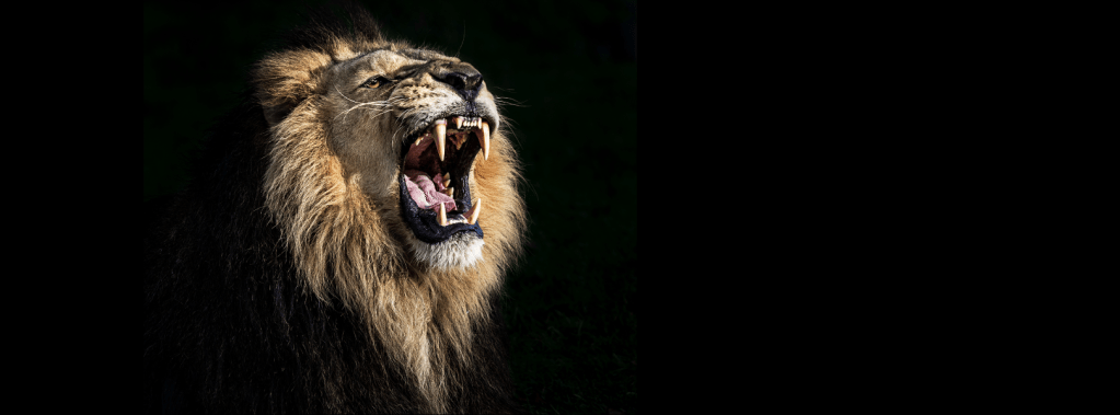 Roar (Throwback Thursday)